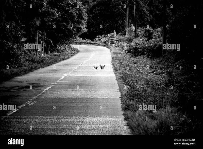 Guide to chicken road casino portugal